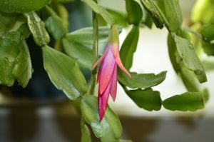 Schlumbergera est une plante épiphyte dont la floraison contredit tous les canons de la nature. Caractéristiques de la culture d