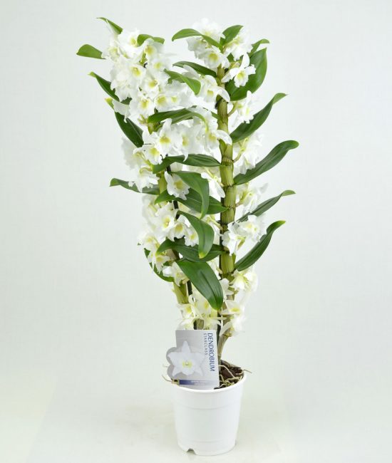 dendrobium