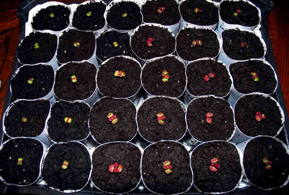 Premières pousses de graines de coleus