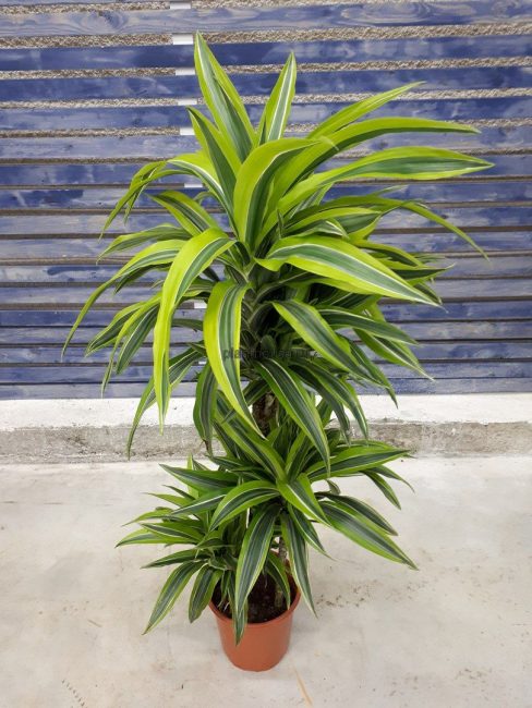 Dracaena deremskaïa