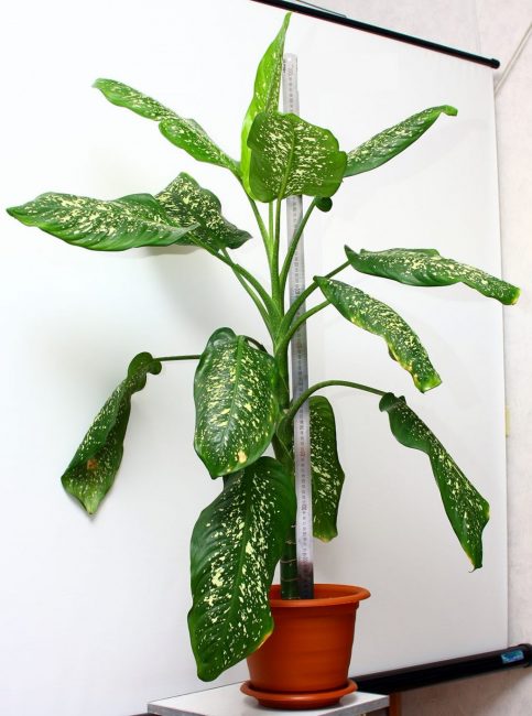 dieffenbachia tacheté