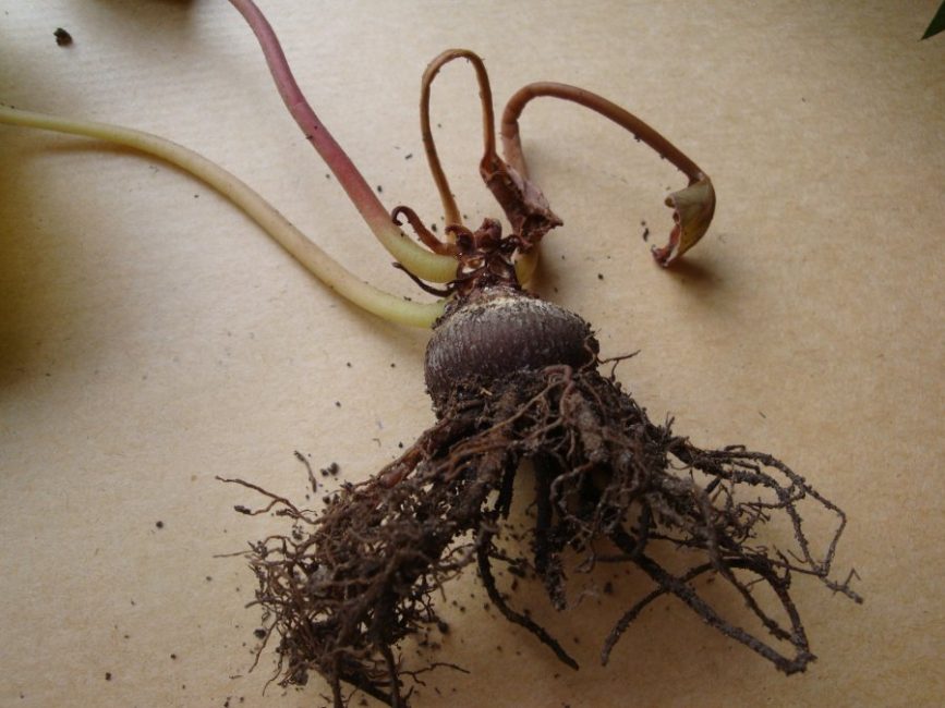 Système racinaire du cyclamen