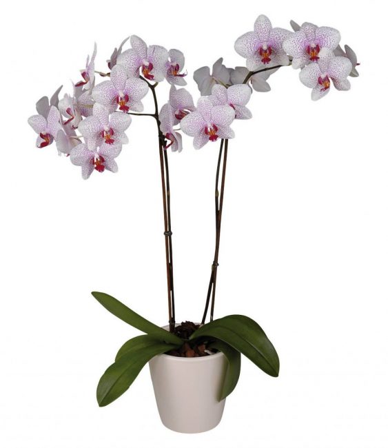 Phalaenopsis