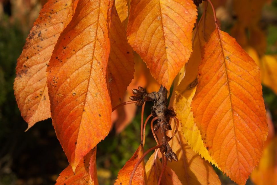 feuilles de cerisier en automne