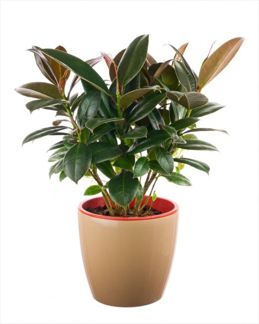 Ficus caoutchouteux