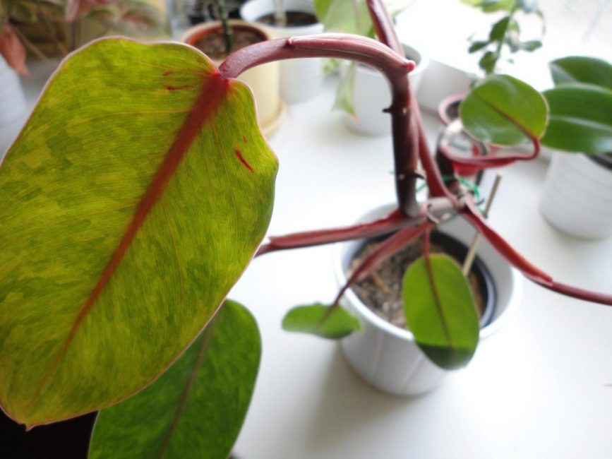 Philodendron rougissant