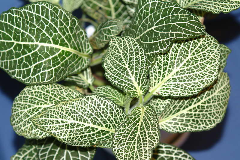 Fittonia veiné de blanc