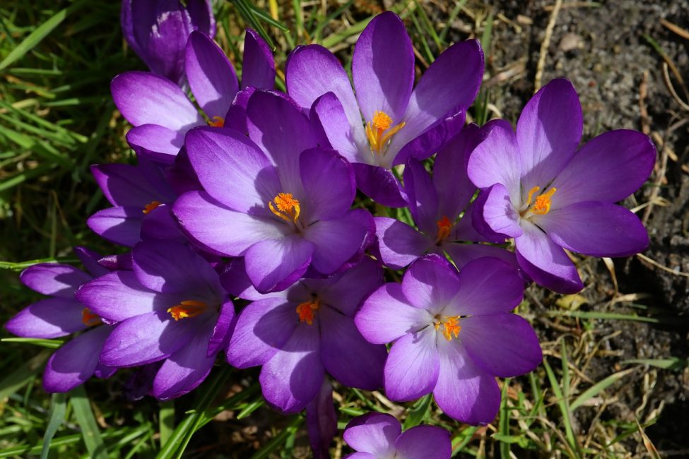 crocus