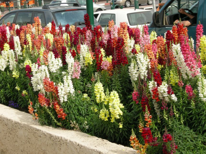 La beauté des fleurs de muflier frappe de loin