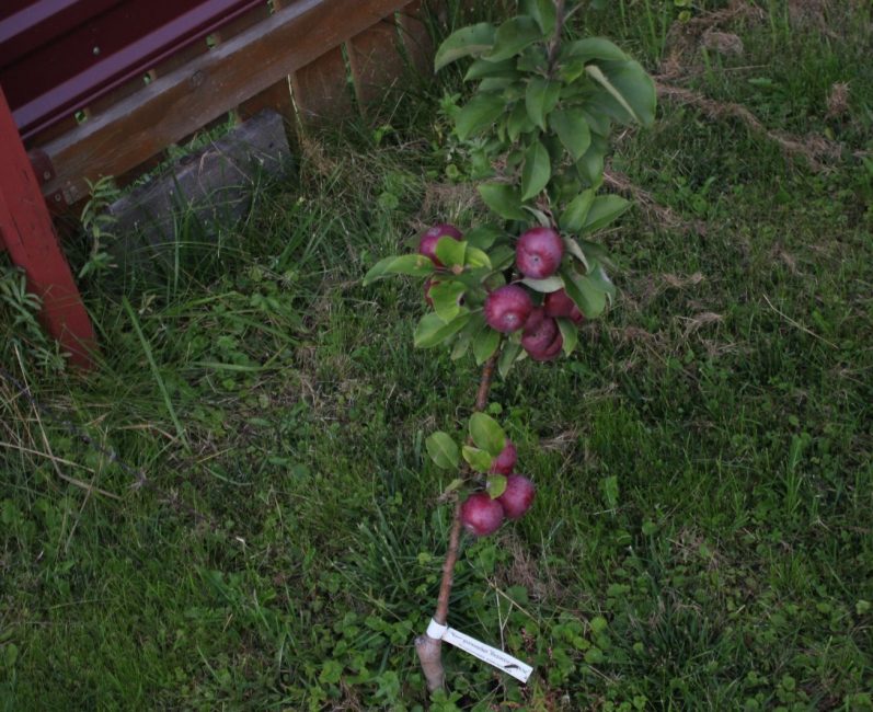 Pommier Kolonovidnaya Moscou Collier