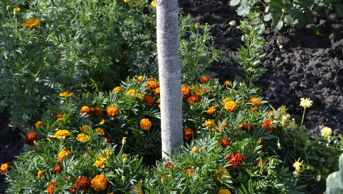 Soucis rejetés - défenseurs biologiques du pommier contre les ravageurs.