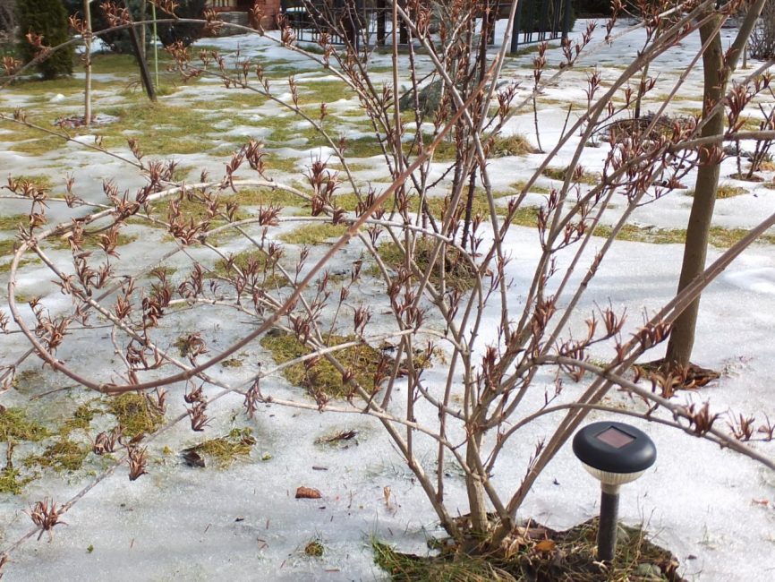 Weigela après l'hivernage