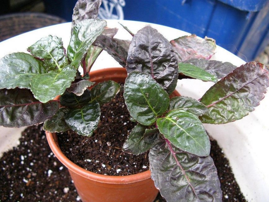 Hémigraphe alternant