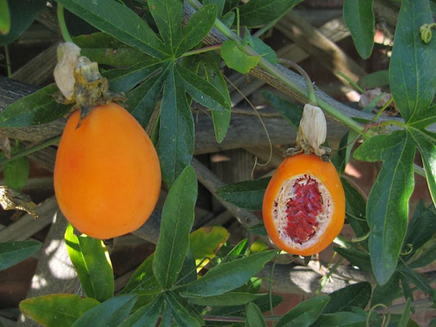 fruit de la passion