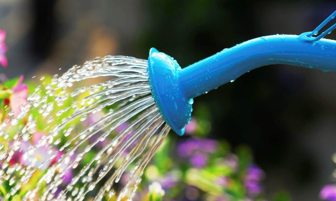 Selon les conditions météorologiques, augmentez ou diminuez la quantité d'arrosage.