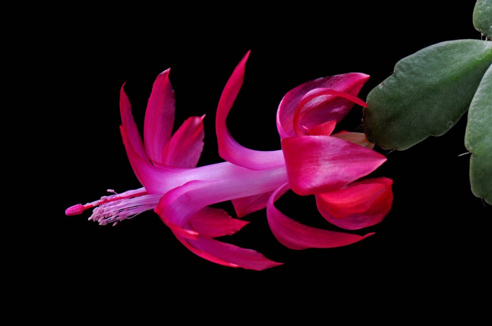 Voici un Schlumbergera Russeliana si inhabituel en fleur (Russelliana)