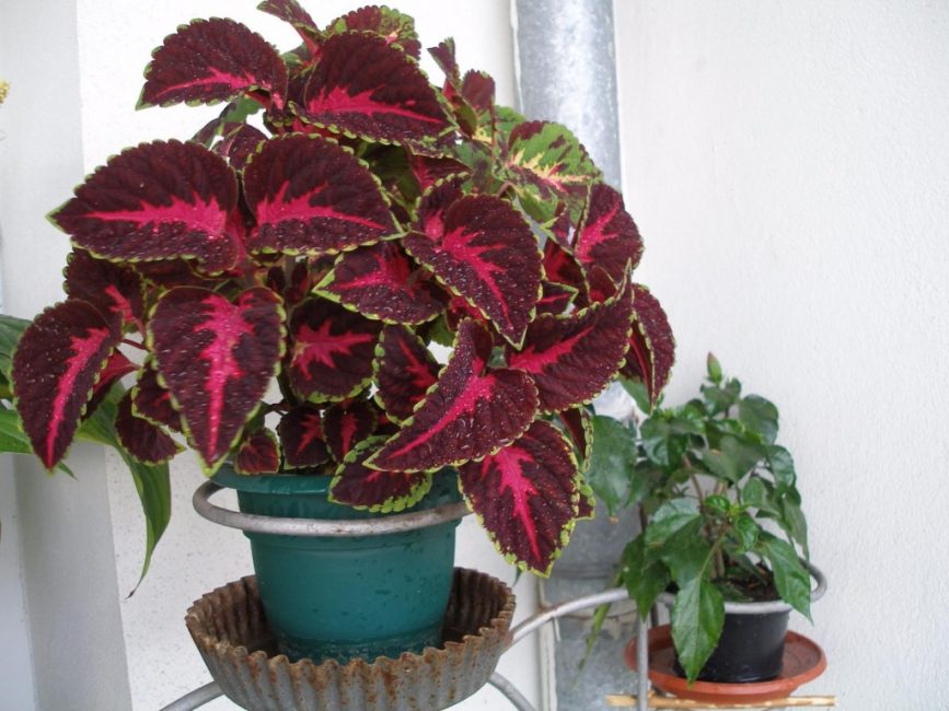 coléus à la maison