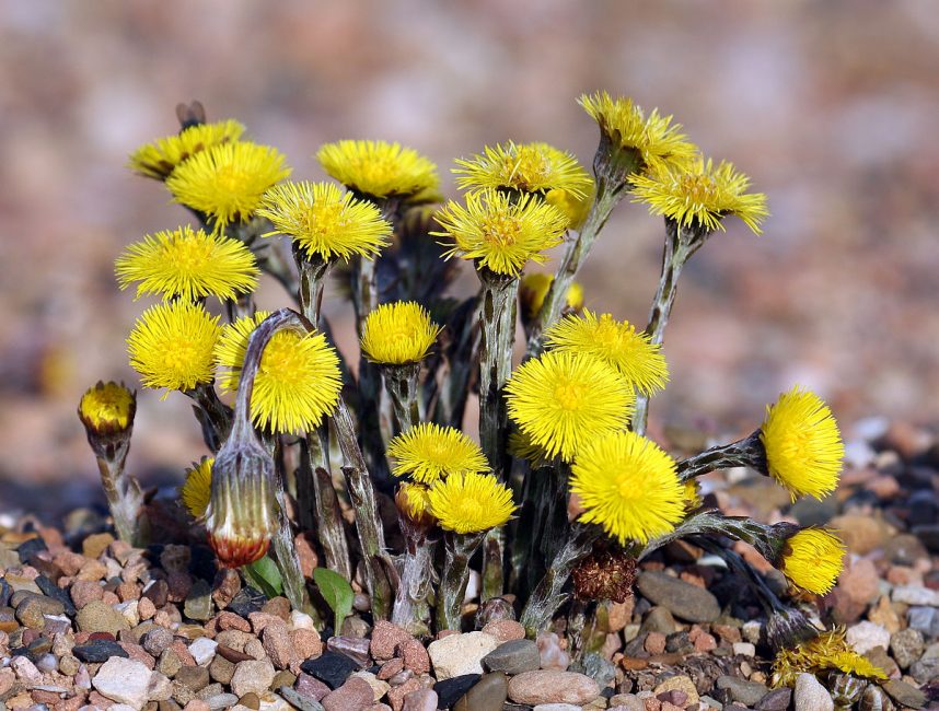 Tussilage pendant la floraison.