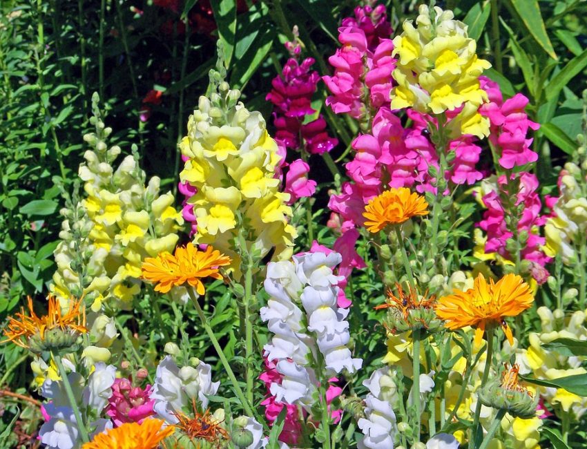 De beaux antirrinums semblent favorables sur fond de calendula