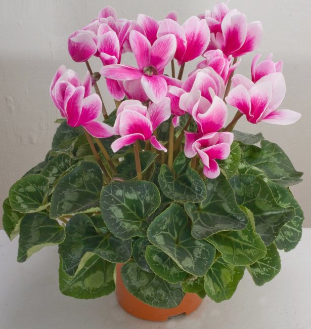 Cyclamen à l'âge d'environ deux ans