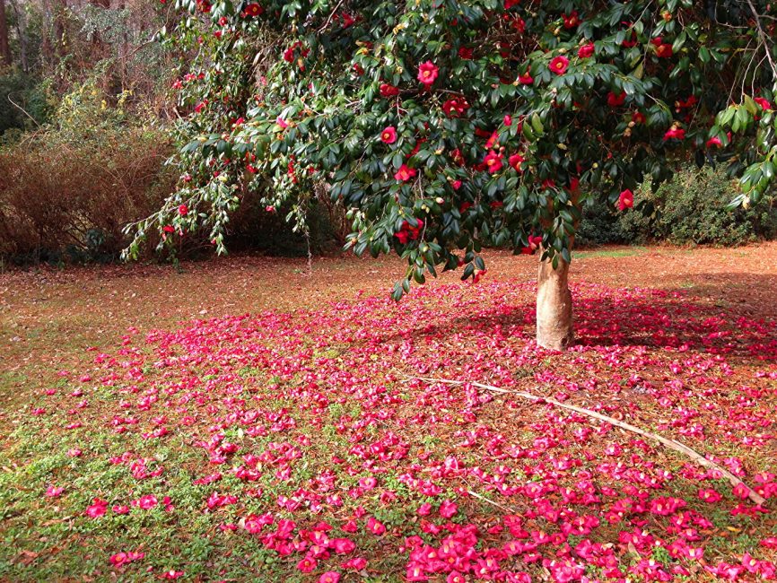 Camélia japonais dans son habitat naturel