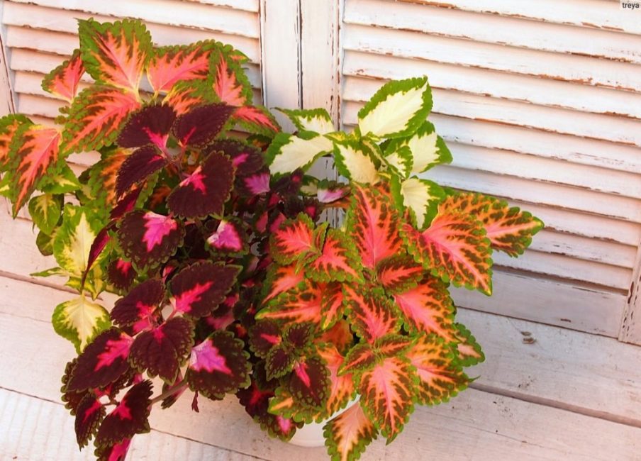 Coleus de différentes variétés.