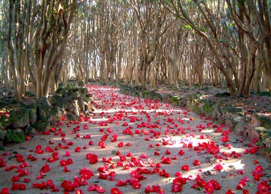 Bosquet de camélias