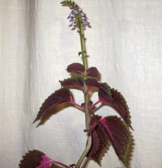Tige de Coleus avec feuilles et inflorescence