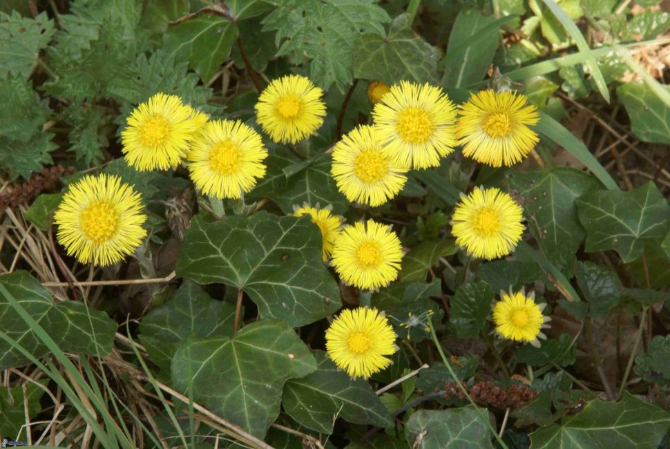 Riz. 3 - Fleurs accompagnées des feuilles déjà apparues