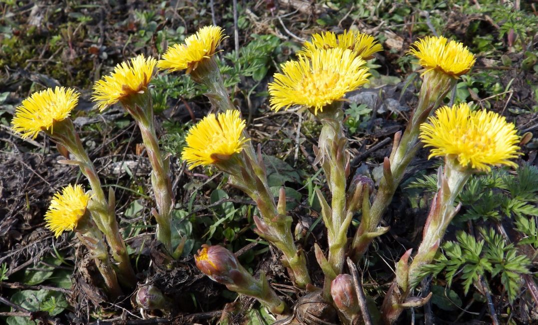 tiges de plantes génératives.