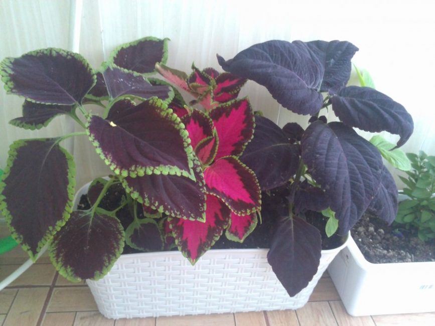 Trois variétés de plantes dans un pot