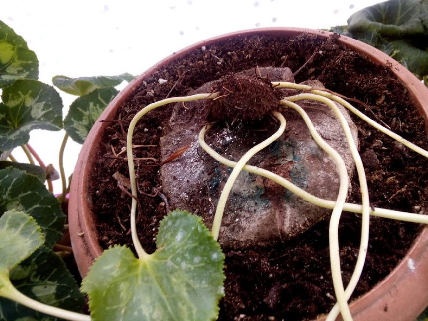 Planter avant la dormance