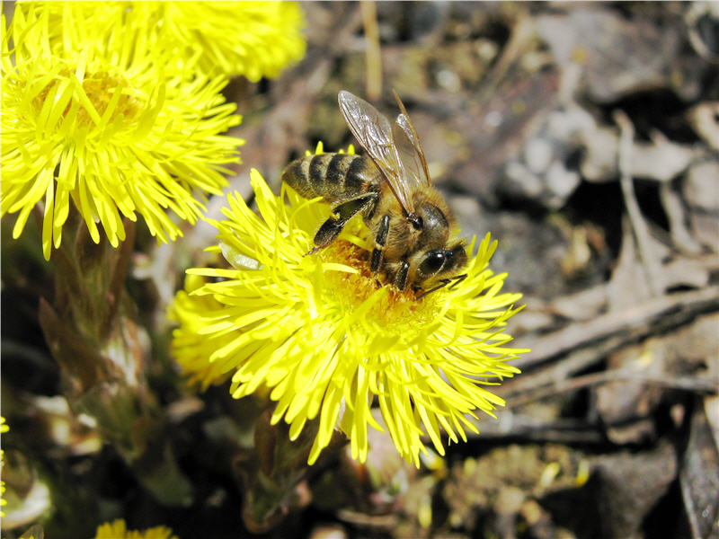 abeille sur fleurs tussilage