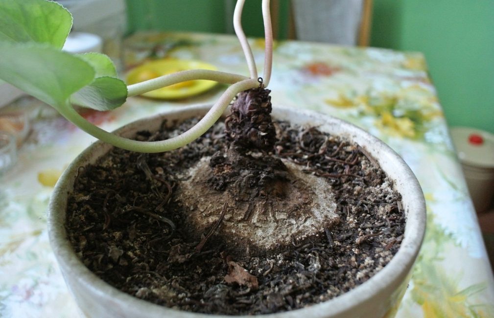 L'ampoule est dans le pot de la bonne taille.