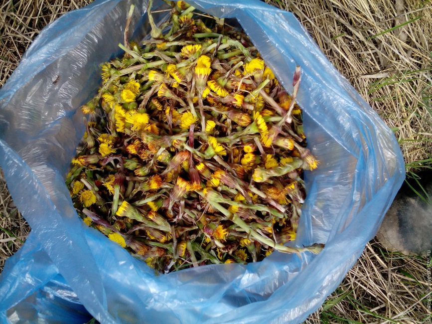 Mère et belle-mère cueillant des fleurs