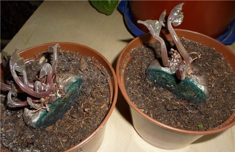 Fendre un bulbe de plante