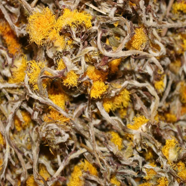 Fleurs de tussilage séchées