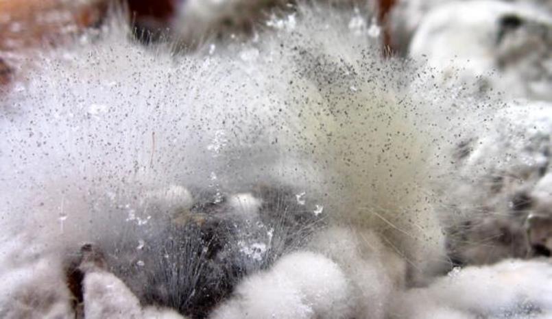 Vue typique du canon pourriture grise