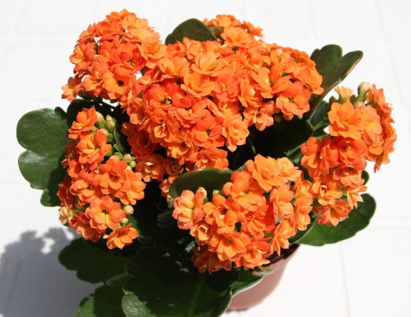 Kalanchoe Blossfeld