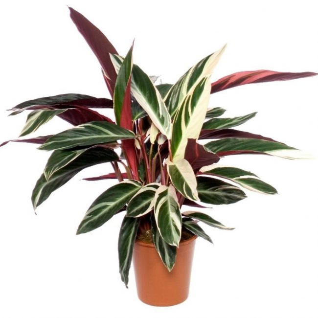 Calathea