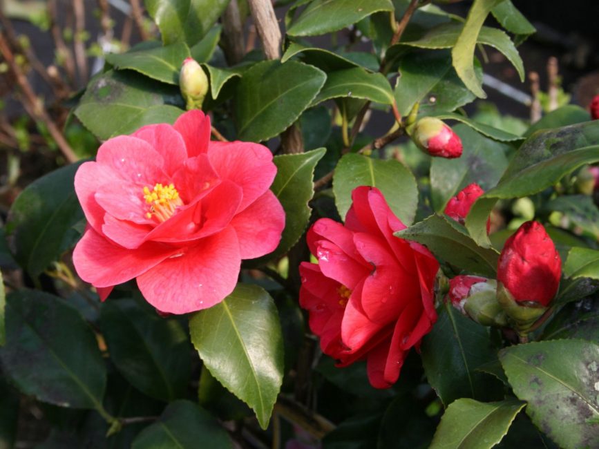 Camélia japonica Mary Williams
