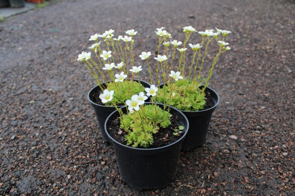 Saxifraga arendsii Alba (saxifrage)