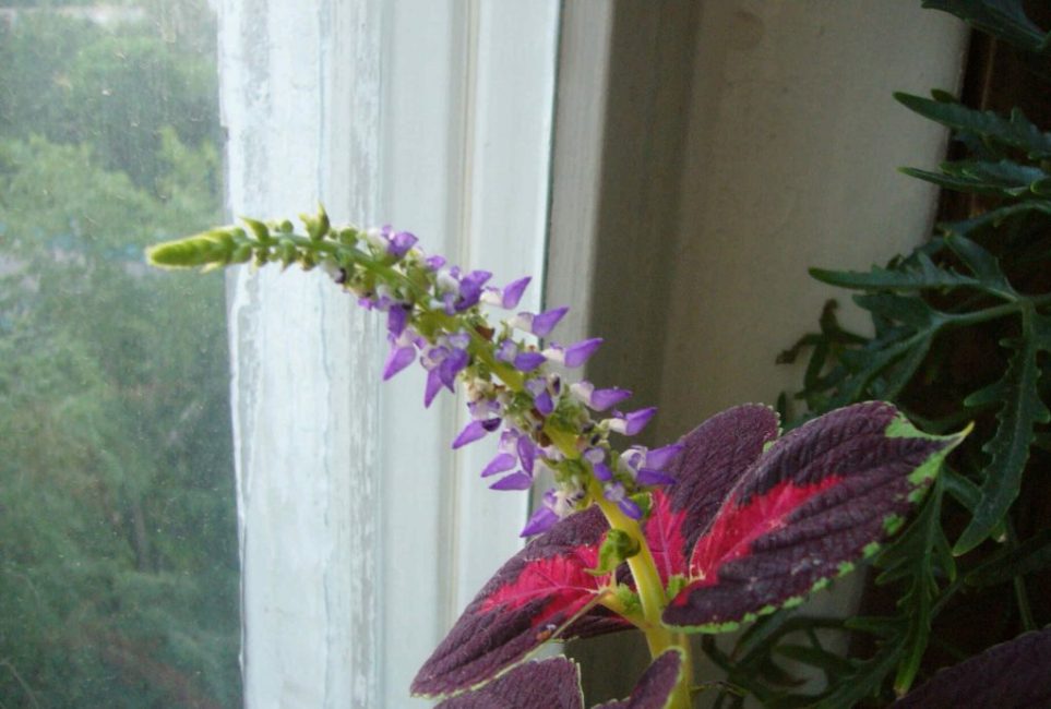 Les fleurs de Coleus se bouchent.