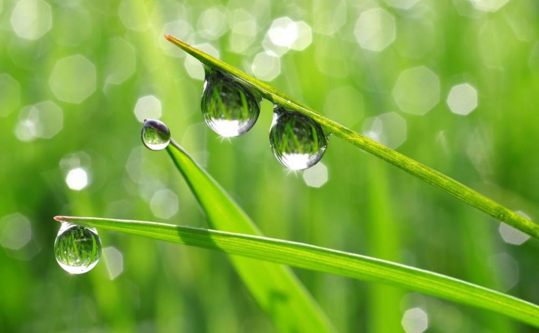 Coleus a besoin d'air très humide