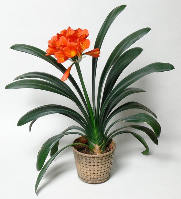 Cinabre Clivia