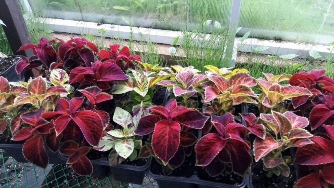 Coleus hybride (Coleus x hybrida)