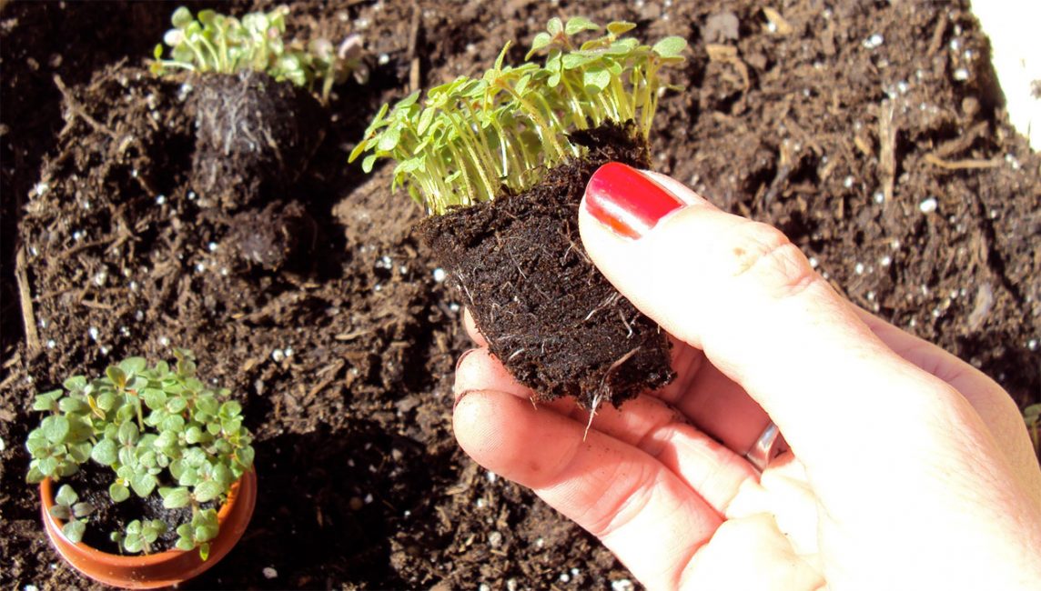 Jeunes plants prêts à être cueillis, muflier