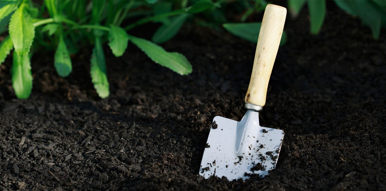 plantation en pleine terre