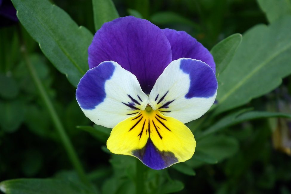 Violet tricolore (pensées)