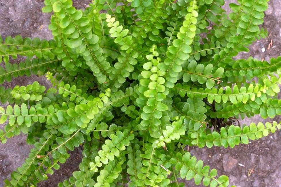 Nephrolepis cordifolia